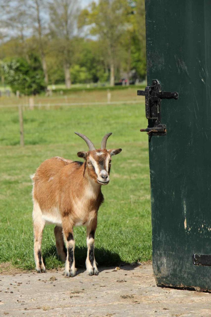 Hofstay195 Achterveld Luaran gambar