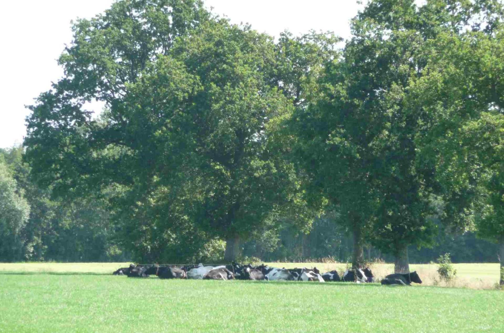 Hofstay195 Achterveld Luaran gambar