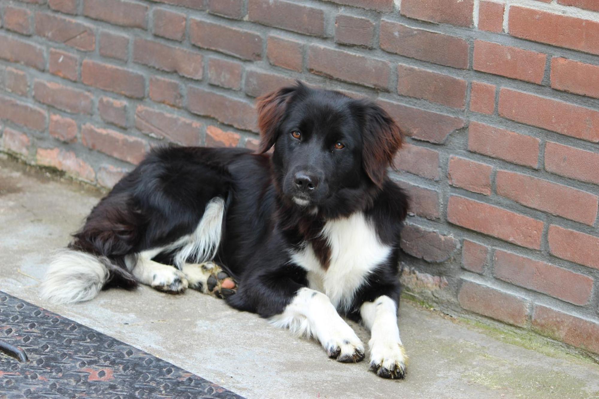 Hofstay195 Achterveld Luaran gambar
